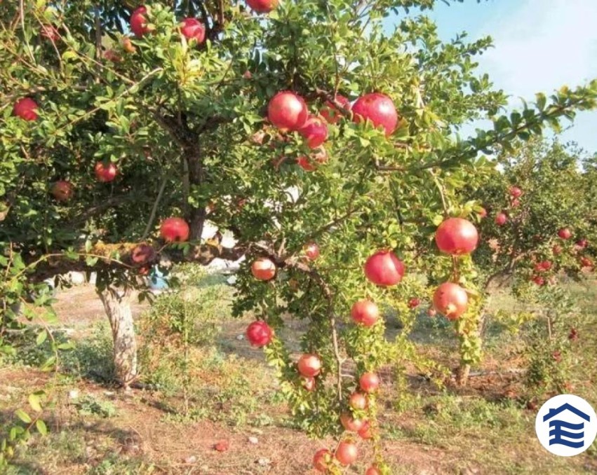 Teren în Andros